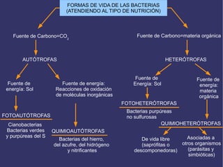 FORMAS DE VIDA DE LAS BACTERIAS
(ATENDIENDO AL TIPO DE NUTRICIÓN)
Fuente de Carbono=CO2
Fuente de Carbono=materia orgánica
AUTÓTROFAS HETERÓTROFAS
Fuente de
energía: Sol
Fuente de energía:
Reacciones de oxidación
de moléculas inorgánicas
Fuente de
Energía: Sol
Fuente de
energía:
materia
orgánica
FOTOAUTÓTROFAS
QUIMIOAUTÓTROFAS
FOTOHETERÓTROFAS
QUIMIOHETERÓTROFASCianobacterias
Bacterias verdes
y purpúreas del S
Bacterias del hierro,
del azufre, del hidrógeno
y nitrificantes
Bacterias purpúreas
no sulfurosas
De vida libre
(saprófitas o
descomponedoras)
Asociadas a
otros organismos
(parásitas y
simbióticas)
 