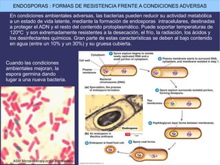 En condiciones ambientales adversas, las bacterias pueden reducir su actividad metabólica
a un estado de vida latente, mediante la formación de endosporas intracelulares, destinadas
a proteger el ADN y el resto del contenido protoplasmático. Puede soportar temperaturas de
120ºC y son extremadamente resistentes a la desecación, el frío, la radiación, los ácidos y
los desinfectantes químicos. Gran parte de estas características se deben al bajo contenido
en agua (entre un 10% y un 30%) y su gruesa cubierta.
ENDOSPORAS : FORMAS DE RESISTENCIA FRENTE A CONDICIONES ADVERSAS
Cuando las condiciones
ambientales mejoran, la
espora germina dando
lugar a una nueva bacteria.
 