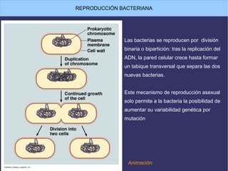 REPRODUCCIÓN BACTERIANA
Las bacterias se reproducen por división
binaria o bipartición: tras la replicación del
ADN, la pared celular crece hasta formar
un tabique transversal que separa las dos
nuevas bacterias.
Este mecanismo de reproducción asexual
solo permite a la bacteria la posibilidad de
aumentar su variabilidad genética por
mutación
Animación
 