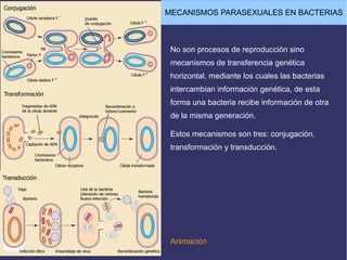 MECANISMOS PARASEXUALES EN BACTERIAS
Animación
No son procesos de reproducción sino
mecanismos de transferencia genética
horizontal, mediante los cuales las bacterias
intercambian información genética, de esta
forma una bacteria recibe información de otra
de la misma generación.
Estos mecanismos son tres: conjugación,
transformación y transducción.
 