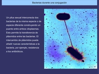 Bacterias durante una conjugación
Un pilus sexual interconecta dos
bacterias de la misma especie o de
especie diferente construyendo un
puente entre ambos citoplasmas.
Esto permite la transferencia de
plásmidos entre las bacterias. El
intercambio de plásmidos puede
añadir nuevas características a la
bacteria, por ejemplo, resistencia
a los antibióticos.
 