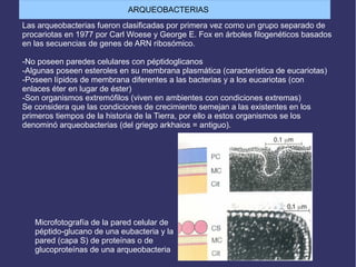 Las arqueobacterias fueron clasificadas por primera vez como un grupo separado de
procariotas en 1977 por Carl Woese y George E. Fox en árboles filogenéticos basados
en las secuencias de genes de ARN ribosómico.
-No poseen paredes celulares con péptidoglicanos
-Algunas poseen esteroles en su membrana plasmática (característica de eucariotas)
-Poseen lípidos de membrana diferentes a las bacterias y a los eucariotas (con
enlaces éter en lugar de éster)
-Son organismos extremófilos (viven en ambientes con condiciones extremas)
Se considera que las condiciones de crecimiento semejan a las existentes en los
primeros tiempos de la historia de la Tierra, por ello a estos organismos se los
denominó arqueobacterias (del griego arkhaios = antiguo).
ARQUEOBACTERIAS
Microfotografía de la pared celular de
péptido-glucano de una eubacteria y la
pared (capa S) de proteínas o de
glucoproteínas de una arqueobacteria
 