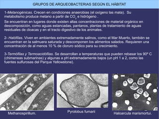 1-Metanogénicas. Crecen en condiciones anaerobias (el oxígeno las mata). Su
metabolismo produce metano a partir de CO2
e hidrógeno .
Se encuentran en lugares donde existen altas concentraciones de material orgánico en
descomposición, como aguas estancadas, pantanos, plantas de tratamiento de aguas
residuales de cloacas y en el tracto digestivo de los animales.
2- Halófilas. Viven en ambientes extremadamente salinos, como el Mar Muerto, también se
encuentran en la salmuera saturada y descomponen los alimentos salados. Requieren una
concentración de al menos 10 % de cloruro sódico para su crecimiento.
3-Termófilas y Termoacidófilas. Se desarrollan a temperaturas que pueden rebasar los 90º C
(chimeneas submarinas) y algunas a pH extremadamente bajos (un pH 1 a 2, como las
fuentes sulfurosas del Parque Yellowstone).
Methanospirillum. Pyrolobus fumarii Haloarcula marismortui.
GRUPOS DE ARQUEOBACTERIAS SEGÚN EL HÁBITAT
 