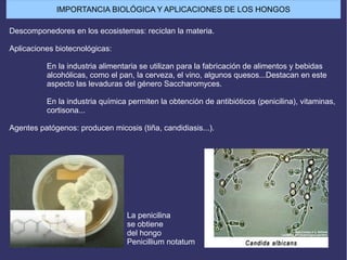 IMPORTANCIA BIOLÓGICA Y APLICACIONES DE LOS HONGOS
Descomponedores en los ecosistemas: reciclan la materia.
Aplicaciones biotecnológicas:
En la industria alimentaria se utilizan para la fabricación de alimentos y bebidas
alcohólicas, como el pan, la cerveza, el vino, algunos quesos...Destacan en este
aspecto las levaduras del género Saccharomyces.
En la industria química permiten la obtención de antibióticos (penicilina), vitaminas,
cortisona...
Agentes patógenos: producen micosis (tiña, candidiasis...).
La penicilina
se obtiene
del hongo
Penicillium notatum
 
