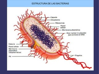 ESTRUCTURA DE LAS BACTERIAS
 