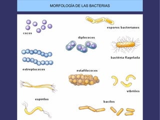 MORFOLOGÍA DE LAS BACTERIAS
 
