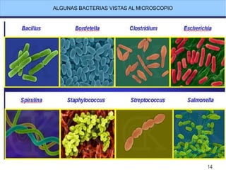 ALGUNAS BACTERIAS VISTAS AL MICROSCOPIO
 