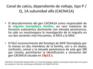 Canal de calcio, dependiente de voltaje, tipo P /
Q, 1A subunidad alfa (CACNA1A)
• El descubrimiento del gen CACNA1A como responsable de
la migraña hemipléjica familiar, un raro trastorno de
herencia autosómica dominante con elevada penetrancia,
ha sido un revulsivopara la investigación de la migraña en
sus dos variantes más frecuentes, la MCA y la MSA.
• El fácil reconocimiento del fenotipo de MHF (hemiplejía por
lo menos en dos miembros de la familia, con o sin ataxia,
confusión, coma) y la elevada penetrancia de este gen (90
por ciento), permitieron la identificación y clonación del
gen CACNA1A situado en 19p13.1.
Ophoff RA, Terwindt GM, Vergowe MN, et al. Familial hemiplegic migraine and episodic ataxia type-2 are caused
by mutations in the Ca2+ channel gene CACNL1A4. Cell 1996;87:543-552.
 