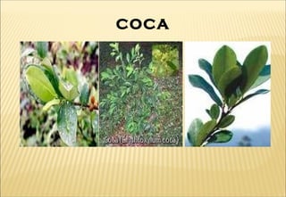 COCA
 