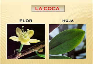 HOJAFLOR
LA COCALA COCA
 