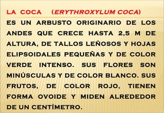 LA COCA (ERYTHROXYLUM COCA)
ES UN ARBUSTO ORIGINARIO DE LOS
ANDES QUE CRECE HASTA 2,5 M DE
ALTURA, DE TALLOS LEÑOSOS Y HOJAS
ELIPSOIDALES PEQUEÑAS Y DE COLOR
VERDE INTENSO. SUS FLORES SON
MINÚSCULAS Y DE COLOR BLANCO. SUS
FRUTOS, DE COLOR ROJO, TIENEN
FORMA OVOIDE Y MIDEN ALREDEDOR
DE UN CENTÍMETRO.
 