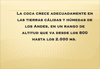 La coca crece adecuadamente en
las tierras cálidas y húmedas de
los Andes, en un rango de
altitud que va desde los 800
hasta los 2.000 ms.
 