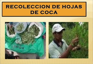 RECOLECCION DE HOJASRECOLECCION DE HOJAS
DE COCADE COCA
RECOLECCION DE HOJASRECOLECCION DE HOJAS
DE COCADE COCA
 