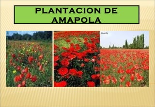 PLANTACION DE
AMAPOLA
 