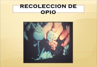 RECOLECCION DE
OPIO
 