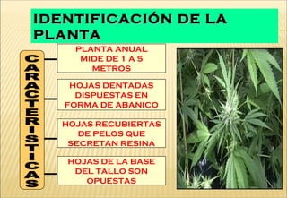 PLANTA ANUAL
MIDE DE 1 A 5
METROS
HOJAS DENTADAS
DISPUESTAS EN
FORMA DE ABANICO
HOJAS RECUBIERTAS
DE PELOS QUE
SECRETAN RESINA
HOJAS DE LA BASE
DEL TALLO SON
OPUESTAS
IDENTIFICACIÓN DE LAIDENTIFICACIÓN DE LA
PLANTAPLANTA
 