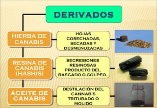 DERIVADOS
HIERBA DE
CANABIS
HIERBA DE
CANABIS
RESINA DE
CANABIS
(HASHIS)
RESINA DE
CANABIS
(HASHIS)
ACEITE DE
CANABIS
ACEITE DE
CANABIS
HOJAS
COSECHADAS,
SECADAS Y
DESMENUZADAS
SECRESIONES
RESINOSAS
PRODUCTO DEL
RASGADO O GOLPEO.
DESTILACIÓN DEL
CANNABIS
TRITURADO O
MOLIDO
 