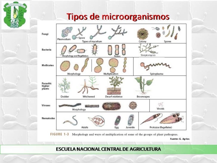 71+ [ Clasificacin De Los Microorganismos Microorganismos 