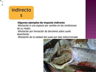 indirecto
s
•Algunos ejemplos de impacto indirecto
Afectación a una especie por cambio en las condiciones
de su medio.
Afectación por lixiviación de derrames sobre suelo
absorbente
Afectación de la calidad del suelo por tala indiscriminada

 
