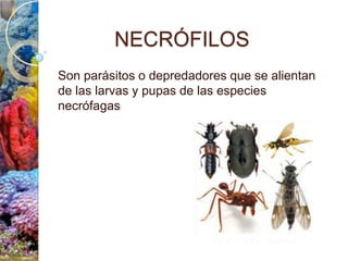 Clasificacion de insectos | PPTX
