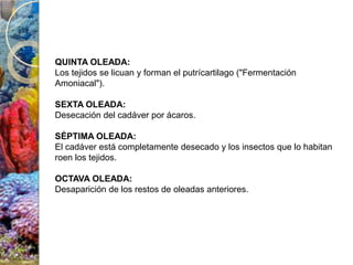 QUINTA OLEADA:
Los tejidos se licuan y forman el putrícartilago ("Fermentación
Amoniacal").

SEXTA OLEADA:
Desecación del cadáver por ácaros.

SÉPTIMA OLEADA:
El cadáver está completamente desecado y los insectos que lo habitan
roen los tejidos.

OCTAVA OLEADA:
Desaparición de los restos de oleadas anteriores.
 