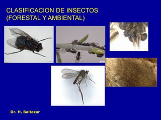 4 Insectos CLASIFICACION DE INSECTOS.pdf