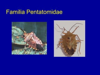 CLASIFICACION DE INSECTOS.pdf