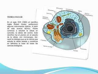 TEORIA CELULAR
En el siglo XVII (1665) el científico
inglés Robert Hooke, perfeccionó
algunos instrumentos ópticos. A partir
de este avance técnico, Hooke
comenzó a estudiar la célula en
concreto, la célula del corcho. Este
científico fue el pionero en el estudio
de la célula, con microscopio. Así,
nació la citología que es la ciencia que
estudia la célula aislada y constituye
en definitiva la base de todas las
ciencias biológicas.
 