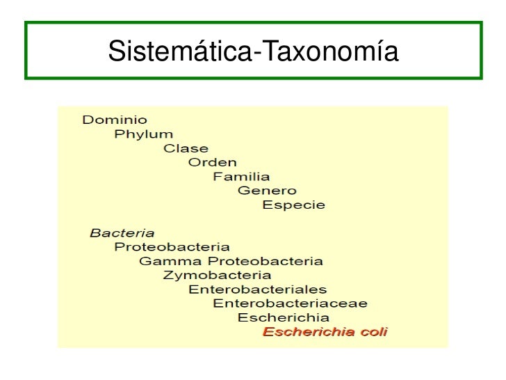 Clasificacion de las bacterias