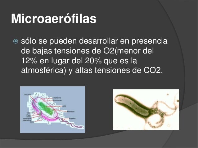 Clasificacion de las bacterias