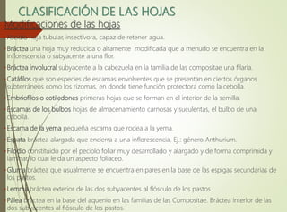 CLASIFICACIÓN DE LAS HOJAS
Modificaciones de las hojas
•Ascidio hoja tubular, insectívora, capaz de retener agua.
•Bráctea una hoja muy reducida o altamente modificada que a menudo se encuentra en la
inflorescencia o subyacente a una flor.
•Bráctea involucral subyacente a la cabezuela en la familia de las compositae una filaria.
•Catáfilos que son especies de escamas envolventes que se presentan en ciertos órganos
subterráneos como los rizomas, en donde tiene función protectora como la cebolla.
•Embriofilos o cotiledones primeras hojas que se forman en el interior de la semilla.
•Escamas de los bulbos hojas de almacenamiento carnosas y suculentas, el bulbo de una
cebolla.
•Escama de la yema pequeña escama que rodea a la yema.
•Espata bráctea alargada que encierra a una inflorescencia. Ej.: género Anthurium.
•Filodio constituido por el peciolo foliar muy desarrollado y alargado y de forma comprimida y
laminar, lo cual le da un aspecto foliaceo.
•Gluma bráctea que usualmente se encuentra en pares en la base de las espigas secundarias de
los pastos.
•Lemma bráctea exterior de las dos subyacentes al flósculo de los pastos.
•Pálea bráctea en la base del aquenio en las familias de las Compositae. Bráctea interior de las
dos subyacentes al flósculo de los pastos.
 