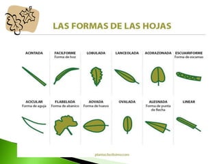 CLASIFICACION_DE_LAS_HOJAS.pptx