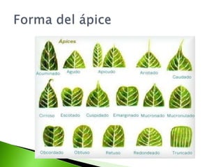 CLASIFICACION_DE_LAS_HOJAS.pptx