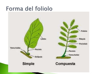 CLASIFICACION_DE_LAS_HOJAS.pptx