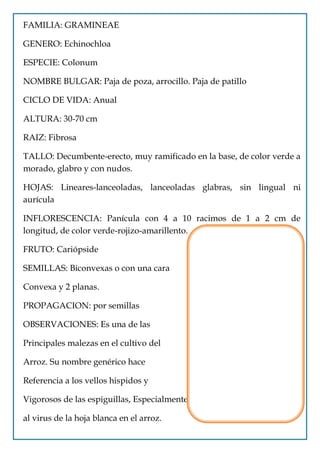 FAMILIA: GRAMINEAE

GENERO: Echinochloa

ESPECIE: Colonum

NOMBRE BULGAR: Paja de poza, arrocillo. Paja de patillo

CICLO DE VIDA: Anual

ALTURA: 30-70 cm

RAIZ: Fibrosa

TALLO: Decumbente-erecto, muy ramificado en la base, de color verde a
morado, glabro y con nudos.

HOJAS: Lineares-lanceoladas, lanceoladas glabras, sin lingual ni
aurícula

INFLORESCENCIA: Panícula con 4 a 10 racimos de 1 a 2 cm de
longitud, de color verde-rojizo-amarillento.

FRUTO: Cariópside

SEMILLAS: Biconvexas o con una cara

Convexa y 2 planas.

PROPAGACION: por semillas

OBSERVACIONES: Es una de las

Principales malezas en el cultivo del

Arroz. Su nombre genérico hace

Referencia a los vellos hispidos y

Vigorosos de las espiguillas, Especialmente en E. crusgalli. Hospeda

al virus de la hoja blanca en el arroz.
 