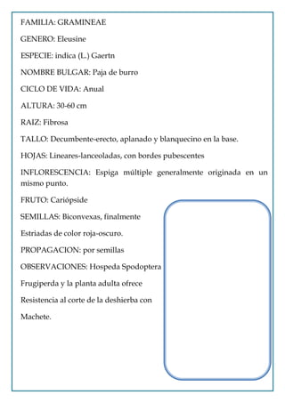 FAMILIA: GRAMINEAE

GENERO: Eleusine

ESPECIE: indica (L.) Gaertn

NOMBRE BULGAR: Paja de burro

CICLO DE VIDA: Anual

ALTURA: 30-60 cm

RAIZ: Fibrosa

TALLO: Decumbente-erecto, aplanado y blanquecino en la base.

HOJAS: Lineares-lanceoladas, con bordes pubescentes

INFLORESCENCIA: Espiga múltiple generalmente originada en un
mismo punto.

FRUTO: Cariópside

SEMILLAS: Biconvexas, finalmente

Estriadas de color roja-oscuro.

PROPAGACION: por semillas

OBSERVACIONES: Hospeda Spodoptera

Frugiperda y la planta adulta ofrece

Resistencia al corte de la deshierba con

Machete.
 