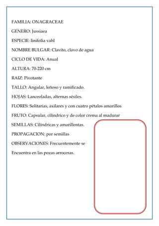 FAMILIA: ONAGRACEAE

GENERO: Jussiaea

ESPECIE: linifolia vahl

NOMBRE BULGAR: Clavito, clavo de agua

CICLO DE VIDA: Anual

ALTURA: 70-220 cm

RAIZ: Pivotante

TALLO: Angular, leñoso y ramificado.

HOJAS: Lanceoladas, alternas sésiles.

FLORES: Solitarias, axilares y con cuatro pétalos amarillos

FRUTO: Capsular, cilíndrico y de color crema al madurar

SEMILLAS: Cilíndricas y amarillentas.

PROPAGACION: por semillas

OBSERVACIONES: Frecuentemente se

Encuentra en las pozas arroceras.
 