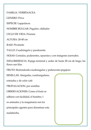 FAMILIA: VERBENACEA

GENERO: Priva

ESPECIE: Lappulacea

NOMBRE BULGAR: Pegador, chillador

CICLO DE VIDA: Perenne

ALTURA: 20-40 cm

RAIZ: Pivotante

TALLO: Cuadrángulo y pusdesente.

HOJAS: Cortadas, pudesentes, opuestas y con márgenes aserrados.

INFLORESENCIA: Espiga terminal y axilar de hasta 20 cm de largo, las
flores son lilas

FRUTO: Redondeado-cuadrangular y pubescente-pegajoso

SEMILLAS: Alargadas, cuadrangulares,

estriadas y de color café

PROPAGACION: por semillas

OBSERVACIONES: Como el fruto se

adhiere con facilidad, el hombre, l

os animales y la maquinaria son los

principales agentes para diseminar esta

malahierba.
 