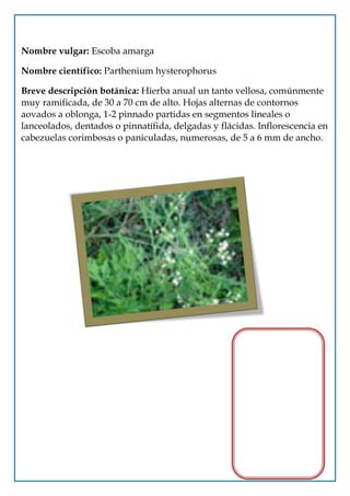 Nombre vulgar: Escoba amarga

Nombre científico: Parthenium hysterophorus

Breve descripción botánica: Hierba anual un tanto vellosa, comúnmente
muy ramificada, de 30 a 70 cm de alto. Hojas alternas de contornos
aovados a oblonga, 1-2 pinnado partidas en segmentos lineales o
lanceolados, dentados o pinnatífida, delgadas y flácidas. Inflorescencia en
cabezuelas corimbosas o paniculadas, numerosas, de 5 a 6 mm de ancho.
 