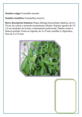 Nombre vulgar: Canutillo morado

Nombre científico: Commelina erecta L.

Breve descripción botánica: Hojas oblongo-lanceoladas elípticas, de 4 a
10 cm, las vainas a menudo escasamente ciliadas. Espatos agudos de 1.5
a 2 cm unidades de la base, comúnmente pubescente. Pétalos azules o
blanco-azulado. Fruto en cápsula, de 4 a 5 mm; semillas 3, elipsoides,
lisas de 3 a 3.5 mm.
 