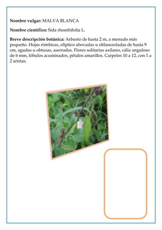 Nombre vulgar: MALVA BLANCA

Nombre científico: Sida rhombifolia L.

Breve descripción botánica: Arbusto de hasta 2 m, a menudo más
pequeño. Hojas rómbicas, elíptico abovadas u oblanceoladas de hasta 9
cm, agudas u obtusas, aserradas. Flores solitarias axilares, cáliz anguloso
de 6 mm, lóbulos acuminados, pétalos amarillos. Carpelos 10 a 12, con 1 a
2 aristas.
 
