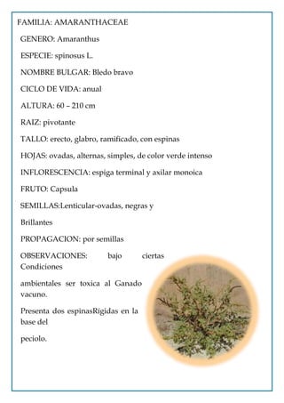FAMILIA: AMARANTHACEAE

GENERO: Amaranthus

ESPECIE: spinosus L.

NOMBRE BULGAR: Bledo bravo

CICLO DE VIDA: anual

ALTURA: 60 – 210 cm

RAIZ: pivotante

TALLO: erecto, glabro, ramificado, con espinas

HOJAS: ovadas, alternas, simples, de color verde intenso

INFLORESCENCIA: espiga terminal y axilar monoica

FRUTO: Capsula

SEMILLAS:Lenticular-ovadas, negras y

Brillantes

PROPAGACION: por semillas

OBSERVACIONES:           bajo       ciertas
Condiciones

ambientales ser toxica al Ganado
vacuno.

Presenta dos espinasRígidas en la
base del

peciolo.
 