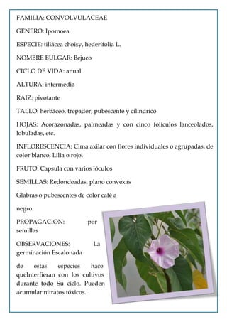 FAMILIA: CONVOLVULACEAE

GENERO: Ipomoea

ESPECIE: tiliácea choisy, hederifolia L.

NOMBRE BULGAR: Bejuco

CICLO DE VIDA: anual

ALTURA: intermedia

RAIZ: pivotante

TALLO: herbáceo, trepador, pubescente y cilíndrico

HOJAS: Acorazonadas, palmeadas y con cinco folículos lanceolados,
lobuladas, etc.

INFLORESCENCIA: Cima axilar con flores individuales o agrupadas, de
color blanco, Lilia o rojo.

FRUTO: Capsula con varios lóculos

SEMILLAS: Redondeadas, plano convexas

Glabras o pubescentes de color café a

negro.

PROPAGACION:               por
semillas

OBSERVACIONES:               La
germinación Escalonada

de    estas    especies    hace
queInterfieran con los cultivos
durante todo Su ciclo. Pueden
acumular nitratos tóxicos.
 