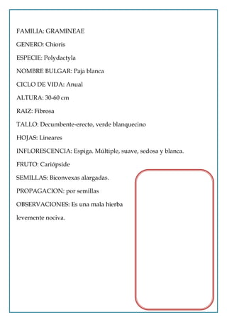 FAMILIA: GRAMINEAE

GENERO: Chioris

ESPECIE: Polydactyla

NOMBRE BULGAR: Paja blanca

CICLO DE VIDA: Anual

ALTURA: 30-60 cm

RAIZ: Fibrosa

TALLO: Decumbente-erecto, verde blanquecino

HOJAS: Lineares

INFLORESCENCIA: Espiga. Múltiple, suave, sedosa y blanca.

FRUTO: Cariópside

SEMILLAS: Biconvexas alargadas.

PROPAGACION: por semillas

OBSERVACIONES: Es una mala hierba

levemente nociva.
 