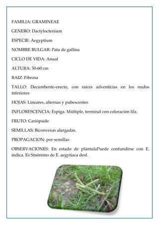 FAMILIA: GRAMINEAE

GENERO: Dactyloctenium

ESPECIE: Aegyptium

NOMBRE BULGAR: Pata de gallina

CICLO DE VIDA: Anual

ALTURA: 30-60 cm

RAIZ: Fibrosa

TALLO: Decumbente-erecto, con raíces adventicias en los nudos
inferiores

HOJAS: Lineares, alternas y pubescentes

INFLORESCENCIA: Espiga. Múltiple, terminal con coloración lila.

FRUTO: Cariópside

SEMILLAS: Biconvexas alargadas.

PROPAGACION: por semillas

OBSERVACIONES: En estado de plántulaPuede confundirse con E.
indica. Es Sinónimo de E. aegytiaca desf.
 