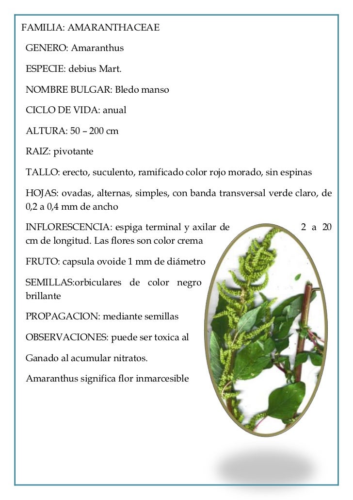 Clasificacion de las malezas 3