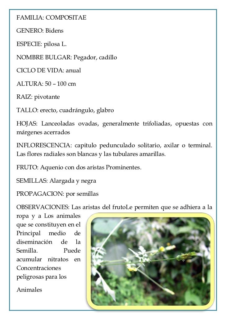 Clasificacion de las malezas 3