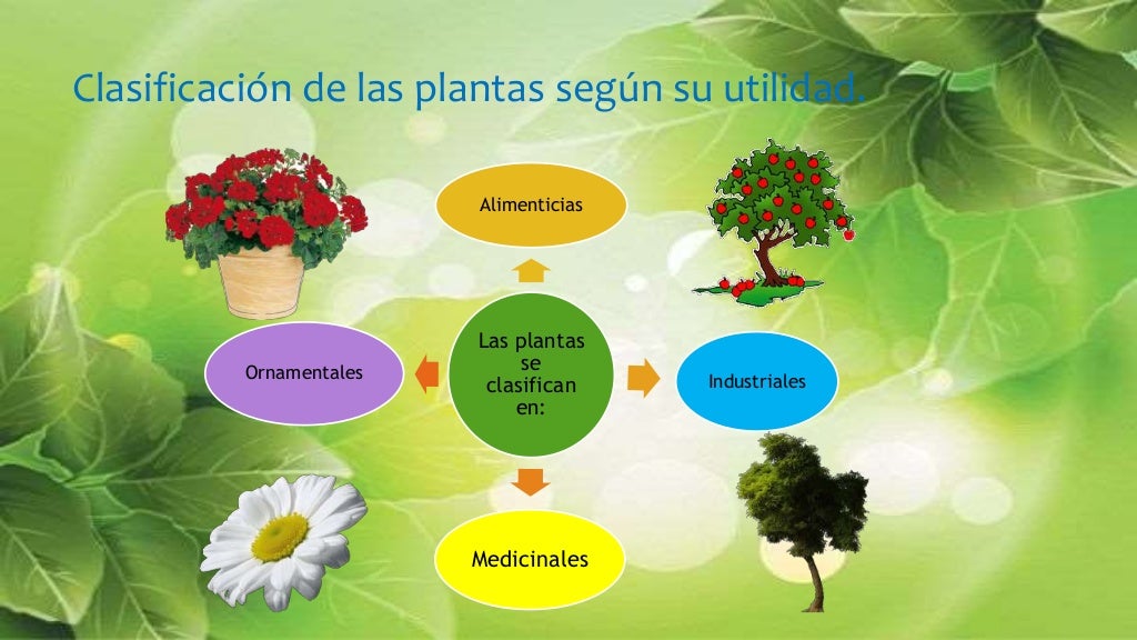 Clasificacion de las plantas por su utilidad