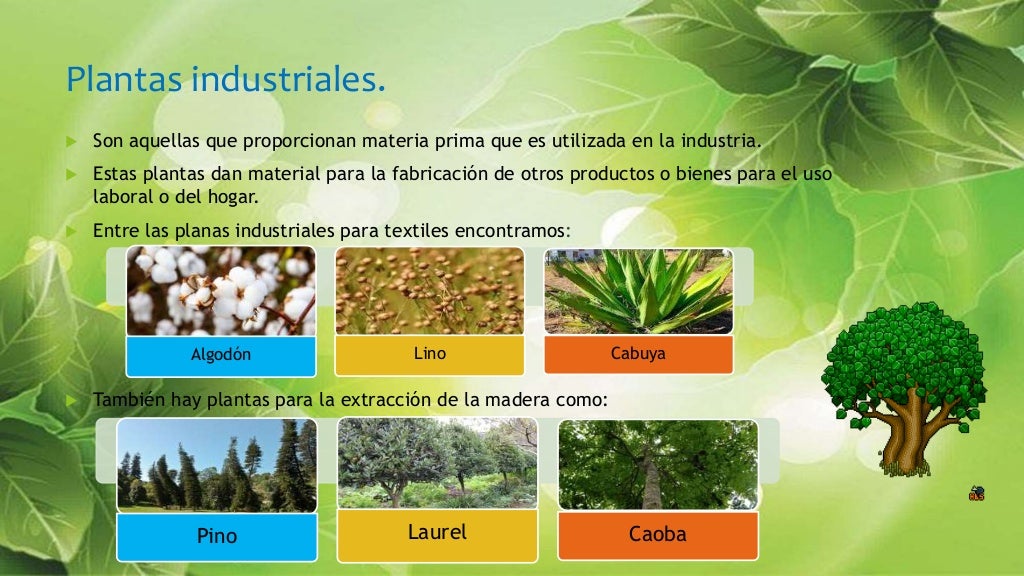 Clasificacion de las plantas por su utilidad