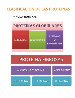 PROTEINA FIBROSAS
+ MIOSINA Y ACTINA
+QUERATINAS + FIBRINAS
+COLAGENO
+ELASTINAS
CLASIFICACION DE LAS PROTEINAS
HOLOPROTEINAS
 